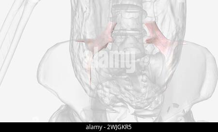 Le ligament iliolumbaire est une bande forte de tissu conjonctif et l'un des trois ligaments vertébropelviens illustration 3D. Banque D'Images