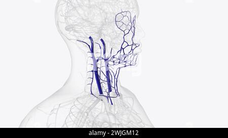 Affluents de la veine jugulaire interne 3e illustration Banque D'Images