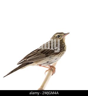 Pipit d'arbre (Anthus trivialis) isolé sur fond blanc Banque D'Images