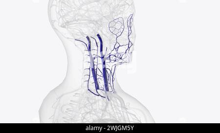 Affluents de la veine jugulaire interne 3e illustration Banque D'Images