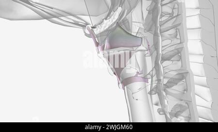 Ligaments de la tête et du cou illustration 3D. Banque D'Images