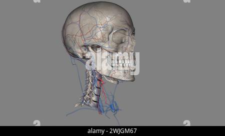 L'artère thyroïdienne supérieure est la première branche de l'artère carotide externe qui fournit la glande thyroïde illustration 3D. Banque D'Images