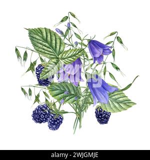 Bouquet de mûres, haltères bleues, avoine sauvage. Plantes de prairie et baies forestières. Campanula, avena. Dewberry, Bramble. Illustration aquarelle Banque D'Images