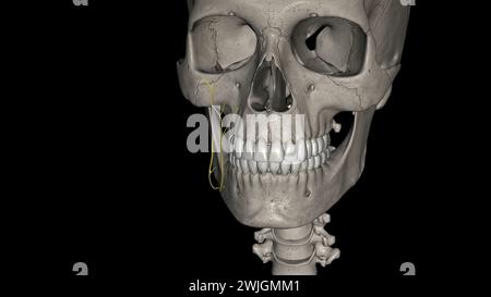 Ganglions lymphatiques faciaux drainage lymphatique de l'orbite et des annexes périoculaires se produit par le biais des groupes infraorbital, buccinator et malaire 3d illustrati Banque D'Images