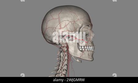 L'artère faciale transversale (AFT) est une branche de l'artère temporale superficielle qui perfuse l'illustration 3d de la face latérale Banque D'Images