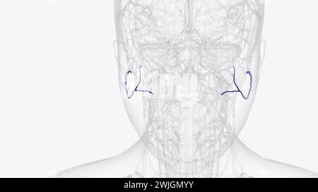 L'artère faciale transversale est une artère qui se ramifie de l'artère temporale superficielle et traverse l'illustration 3D. Banque D'Images