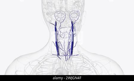 Affluents de la veine jugulaire interne 3e illustration Banque D'Images