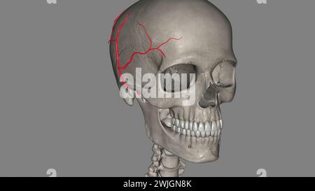L'artère temporale superficielle est une branche terminale de votre artère carotide externe, qui est dans votre cou illustration 3D. Banque D'Images