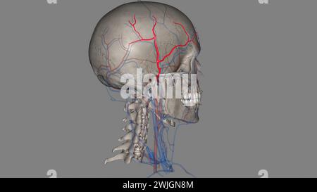 L'artère temporale superficielle est une branche terminale de votre artère carotide externe, qui est dans votre cou illustration 3D. Banque D'Images