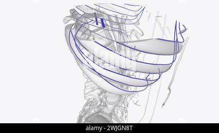 Les veines thoraciques internes sont de petits vaisseaux appariés situés sur la surface ventrale de la cavité thoracique qui drainent l'abdomen ventro-crânien Banque D'Images