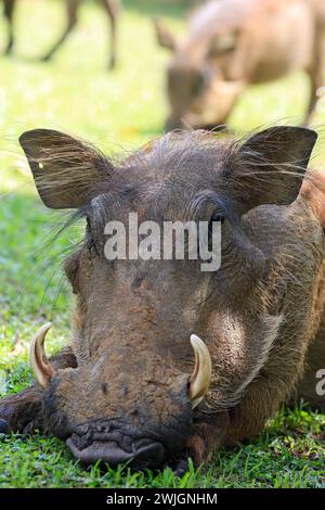 Gros plan d'un phacochère commun (Phacochoerus africanus), reposant dans l'herbe. Parc national de Murchison Falls, Ouganda Banque D'Images