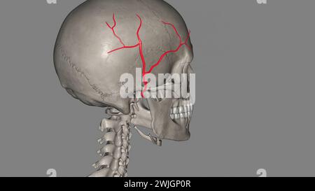 L'artère temporale superficielle est une branche terminale de votre artère carotide externe, qui est dans votre cou illustration 3D. Banque D'Images