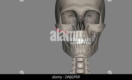 L'artère faciale transversale (AFT) est une branche de l'artère temporale superficielle qui perfuse l'illustration 3d de la face latérale Banque D'Images