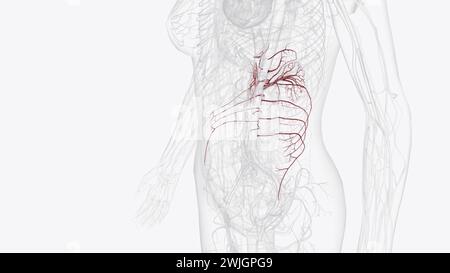 Les principaux vaisseaux de l'abdomen, y compris l'aorte abdominale et la veine cave inférieure, se déroulent le long de la paroi abdominale postérieure 3d illustration Banque D'Images