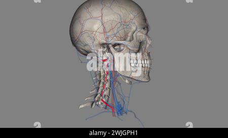 Les artères vertébrales traversent la colonne vertébrale dans le cou pour fournir du sang au cerveau et à la colonne vertébrale illustration 3D. Banque D'Images