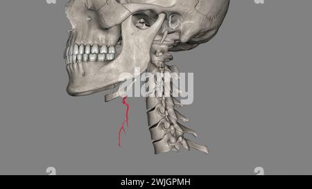 L'artère thyroïdienne supérieure est la première branche de l'artère carotide externe qui fournit la glande thyroïde illustration 3D. Banque D'Images