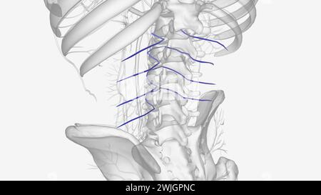 Les veines lombaires sont quatre paires de veines qui longent l'intérieur de la paroi abdominale postérieure et drainent le sang veineux des parties de l'abdomen Banque D'Images