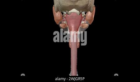 Les organes gastro-intestinaux supérieurs comprennent la bouche, l'œsophage. Rendu 3D. Banque D'Images