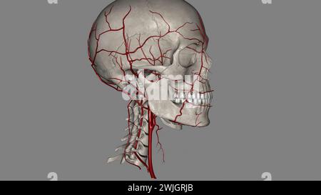 Artères de la tête et du cou artères carotides externes artères carotides internes artères vertébrales illustration 3D. Banque D'Images