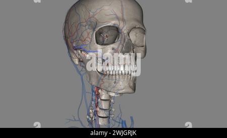 L'artère faciale transversale est une artère qui se ramifie de l'artère temporale superficielle et traverse l'illustration 3D. Banque D'Images