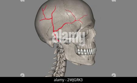L'artère temporale superficielle est une branche terminale de votre artère carotide externe, qui est dans votre cou illustration 3D. Banque D'Images