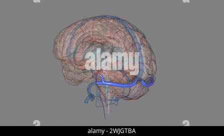 Les sinus transversaux dans la tête humaine, sont deux zones sous le cerveau qui permettent au sang de s'écouler de l'arrière de la tête illustration 3D. Banque D'Images