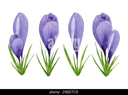 Un ensemble de crocus violets, fleurs de printemps. Illustration florale aquarelle peinte à la main. Élément de conception pour étiquette, paquet, carte postale, invitation, autocollant Banque D'Images