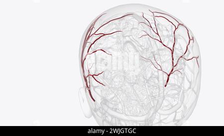 L'artère temporale superficielle est une branche terminale de votre artère carotide externe, qui est dans votre cou illustration 3D. Banque D'Images