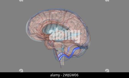 Le sinus sigmoïde est une illustration 3d du canal veineux intracrânien apparié Banque D'Images