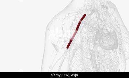 l'artère axillaire est un gros vaisseau sanguin qui transporte le sang oxygéné vers la face latérale du thorax, l'aisselle (aisselle) et le membre supérieur Banque D'Images