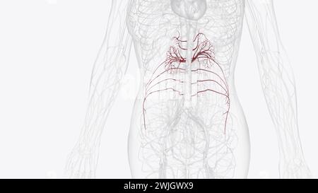 Les principaux vaisseaux de l'abdomen, y compris l'aorte abdominale et la veine cave inférieure, se déroulent le long de la paroi abdominale postérieure 3d illustration Banque D'Images