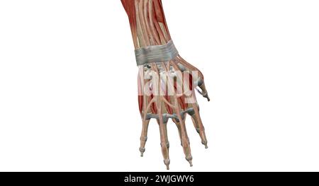 La main et le poignet sont composés de nombreux os, muscles et ligaments différents qui permettent une large gamme de mouvements. Rendu 3D. Banque D'Images