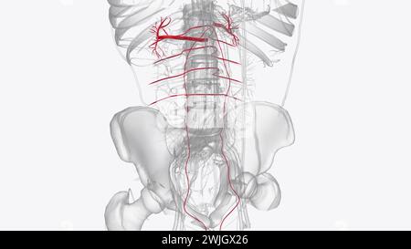 Les principaux vaisseaux de l'abdomen, y compris l'aorte abdominale et la veine cave inférieure, se déroulent le long de la paroi abdominale postérieure 3d illustration Banque D'Images