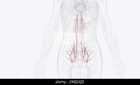 L'approvisionnement artériel à l'abdomen est par les branches de l'aorte abdominale 3d illustration Banque D'Images