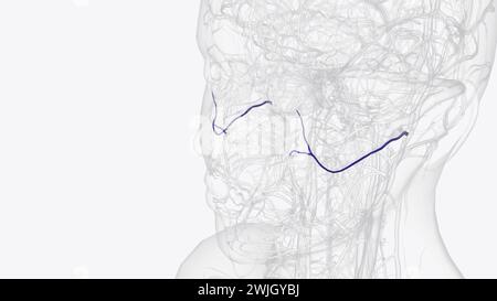 L'artère faciale transversale est une artère qui se ramifie de l'artère temporale superficielle et traverse l'illustration 3D. Banque D'Images