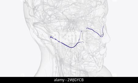 L'artère faciale transversale est une artère qui se ramifie de l'artère temporale superficielle et traverse l'illustration 3D. Banque D'Images