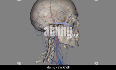 L'artère faciale transversale est une artère qui se ramifie de l'artère temporale superficielle et traverse l'illustration 3D. Banque D'Images