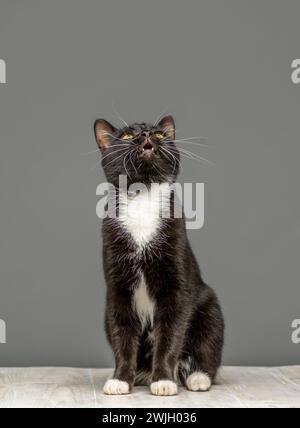 Photo studio d'un chat noir et blanc regardant vers le haut, assis sur une table blanchie à la chaux. Vu sur fond gris. Banque D'Images