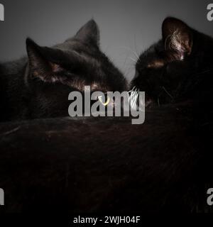 Gros plan de deux chats noirs se reniflant l'un l'autre. Banque D'Images