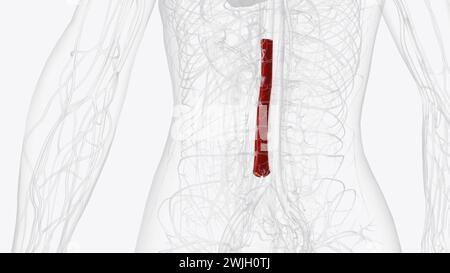 anatomie humaine, l'aorte abdominale est la plus grande artère dans la cavité abdominale illustration 3d. Banque D'Images