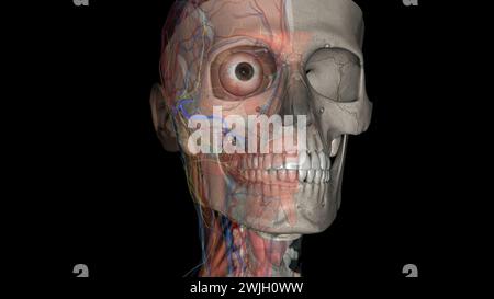 L'artère faciale transversale est une artère qui se ramifie de l'artère temporale superficielle et traverse l'illustration 3D. Banque D'Images