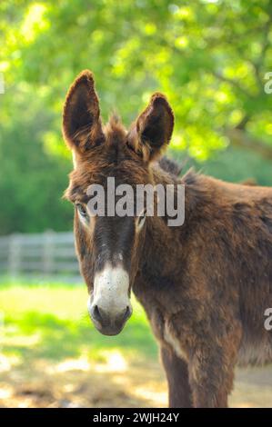 Portrait de la tête d'âne photographiée avec de grandes oreilles en avant regardant la caméra yeux ouverts luxuriants printemps été fond vert vertical d'animal de ferme mignon Banque D'Images