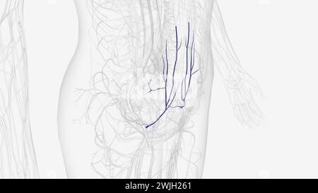 En anatomie humaine, l'artère épigastrique inférieure est une artère qui provient de l'illustration 3d de l'artère iliaque externe Banque D'Images