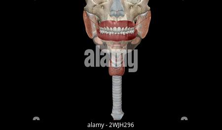 Les organes gastro-intestinaux supérieurs comprennent la bouche, l'œsophage. Rendu 3D. Banque D'Images