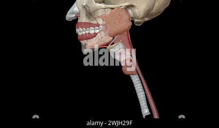 Les organes gastro-intestinaux supérieurs comprennent la bouche, l'œsophage. Rendu 3D. Banque D'Images