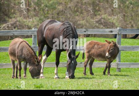 cheval et ânes dans les pâturages ensemble pâtissant sur l'herbe dans le paddock extérieur sur la petite ferme rurale avec des animaux mixtes dans le bois de troupeau clôture en arrière-plan Banque D'Images