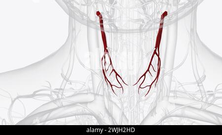 L'artère thyroïdienne supérieure est la première branche de l'artère carotide externe qui alimente la glande thyroïde, Banque D'Images