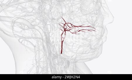 L'artère palatine ascendante est une artère dans la tête qui se ramifie de l'artère faciale et remonte le 3d illustr du constricteur pharyngé supérieur Banque D'Images