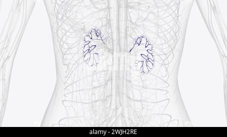 Les veines rénales de la circulation rénale sont des veines de gros calibre qui drainent le sang filtré par les reins dans la veine cave inférieure Banque D'Images