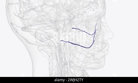 L'artère faciale transversale est une artère qui se ramifie de l'artère temporale superficielle et traverse l'illustration 3D. Banque D'Images